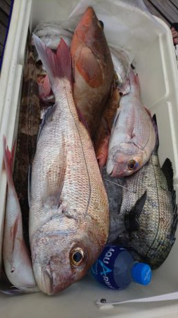 遊漁船110番 釣果