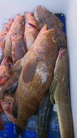 遊漁船110番 釣果