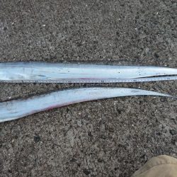 メートル超えならず