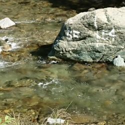 追い気が出てきました