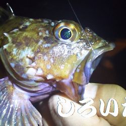 中サバ？メバルをねらいました。