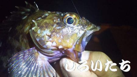 中サバ？メバルをねらいました。