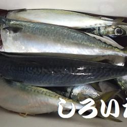 大サバ、爆釣モード突入か?