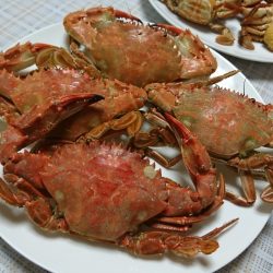 【若松】カニ調査