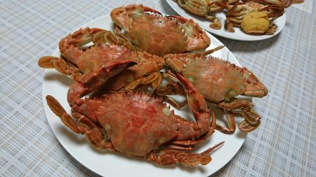 【若松】カニ調査