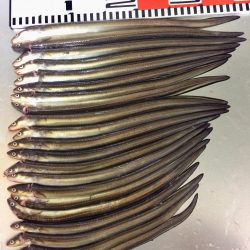 アナゴ釣れてます(^｡^)