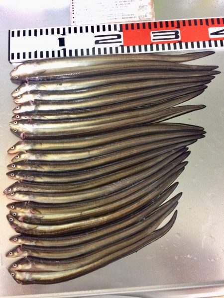 アナゴ釣れてます(^｡^)