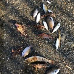 豆アジじゃなくてガシラ大量発生