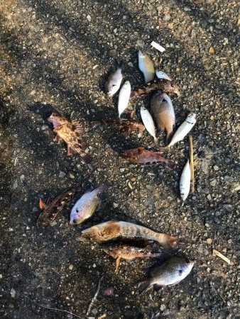 豆アジじゃなくてガシラ大量発生