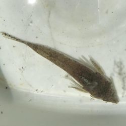 キス釣りのはずが、、、