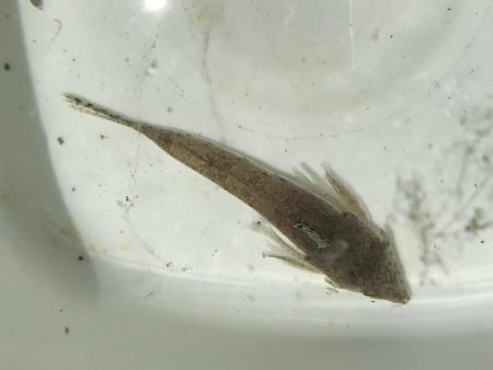 キス釣りのはずが、、、