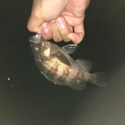 メバリングとガシリング