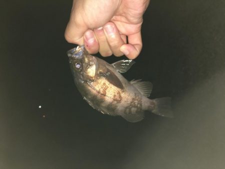 メバリングとガシリング