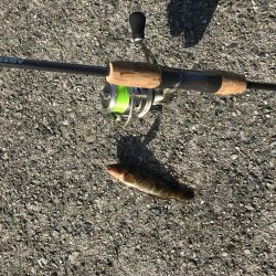 久々の平磯は。