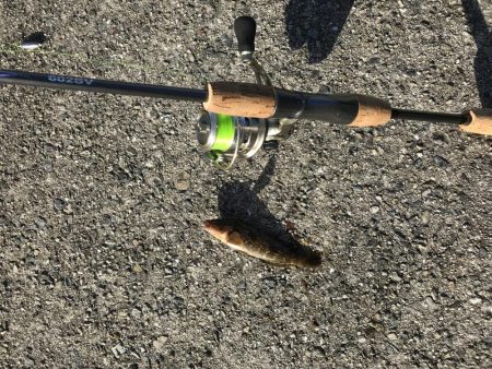 久々の平磯は。