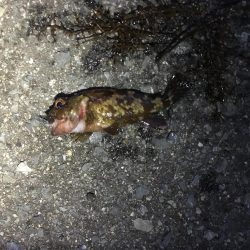 フロートアジング&持ち主探してます