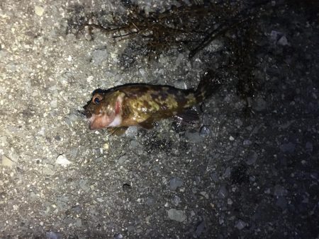 フロートアジング&持ち主探してます