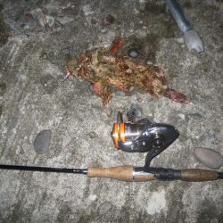 オオモンハタ遠征