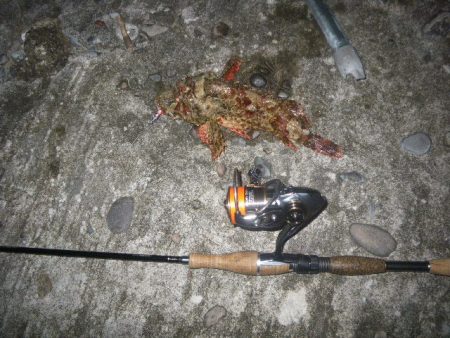 オオモンハタ遠征