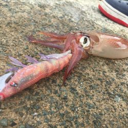 新鮮なイカが食べたい!!