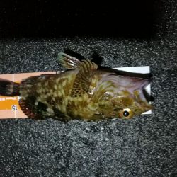 雨天後の南港カモメ大橋釣行 (ギリギリのチヌ釣果小キビレ、ガシラ釣果