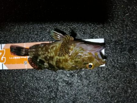 雨天後の南港カモメ大橋釣行 (ギリギリのチヌ釣果小キビレ、ガシラ釣果