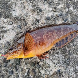 初めてのアオイソメ