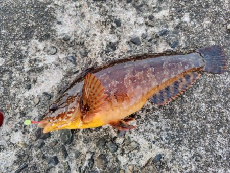 初めてのアオイソメ