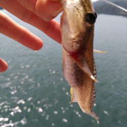 奥様のちょい投げ