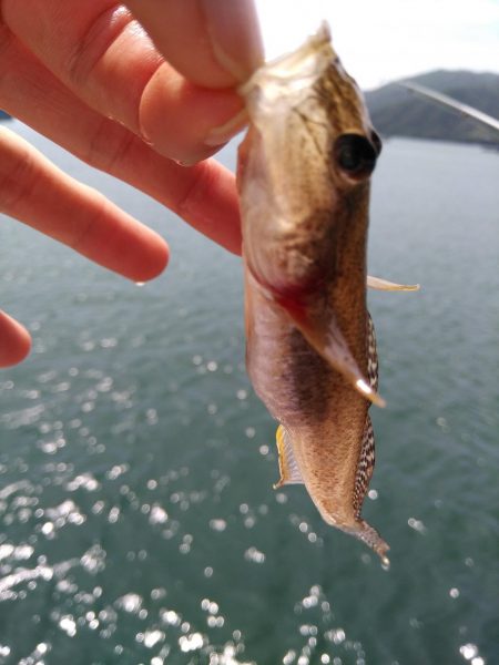 奥様のちょい投げ