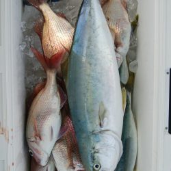 第二美丸　マダイ完全ふかせ