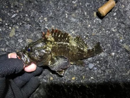 梅雨の南港フェリーヘチ釣り （なんとか小キビレ＆小ガシラ釣果のみ）