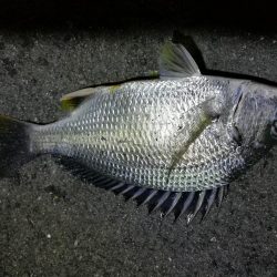 雨降り前に南港フェリーヘチ釣り (いつも通り小キビレ&小ガシラ釣果のみ)