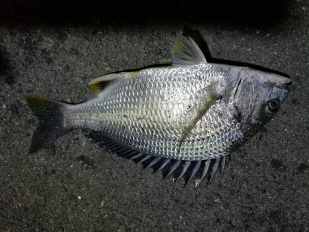 雨降り前に南港フェリーヘチ釣り (いつも通り小キビレ&小ガシラ釣果のみ)
