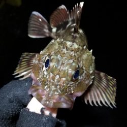 大雨後の南港カモメ大橋釣行 (真チヌ釣果48cm、小メジナ、小キビレ、ガシラ釣果)