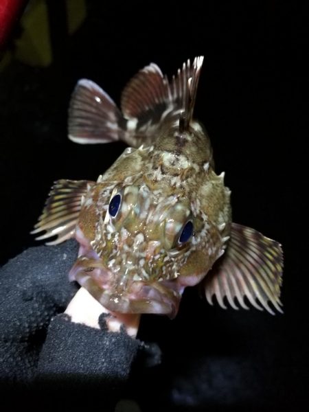 大雨後の南港カモメ大橋釣行 (真チヌ釣果48cm、小メジナ、小キビレ、ガシラ釣果)