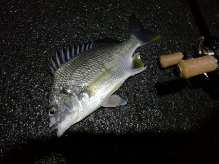 雨天後の南港フェリーヘチ釣り （小キビレ、小ガシラ、小シーバス釣果有り）