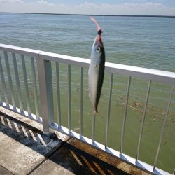 はじめて～の～チヌ♪