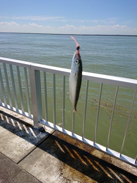 はじめて～の～チヌ♪