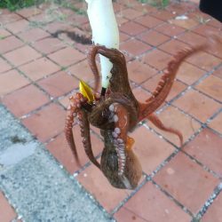 タコ　タコ　タコ