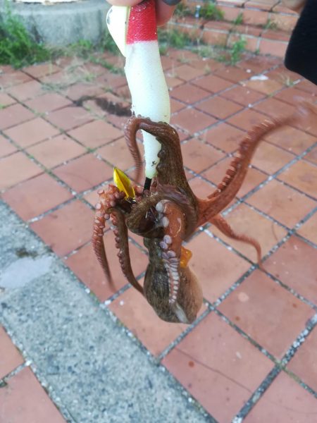 タコ　タコ　タコ