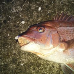 落とし込みで良サイズのマダイ2匹！