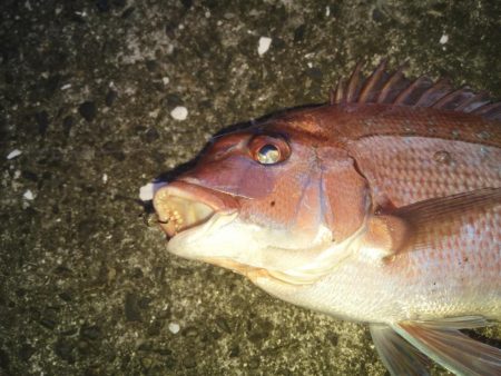 落とし込みで良サイズのマダイ2匹！