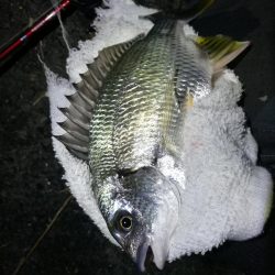 南港カモメ大橋釣行 (キビレ34cm、小メジナ釣果)