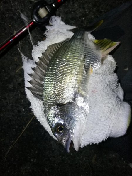 南港カモメ大橋釣行 (キビレ34cm、小メジナ釣果)