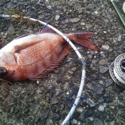 2日連続　ヘチ釣りで真鯛と47ｃｍチヌ