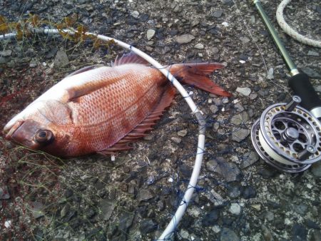 2日連続　ヘチ釣りで真鯛と47ｃｍチヌ