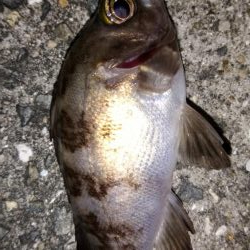 アジが釣りたくて