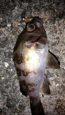 アジが釣りたくて