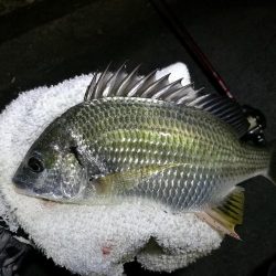 南港カモメ大橋釣行 （小キビレ、小メジナ、ガシラ釣果）